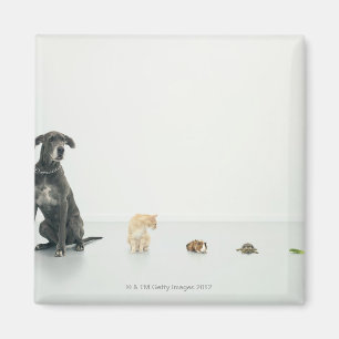 Deutsche Dogge, Katze, Meerschweinchen, Magnet