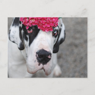 Deutsche Dogge mit Blumen Postkarte