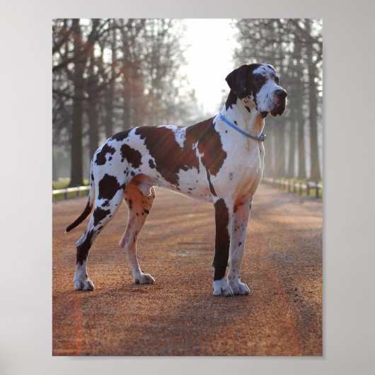 Deutsche Dogge Poster (Vorne)