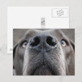 Deutsche Dogge Postkarte (Vorne/Hinten)