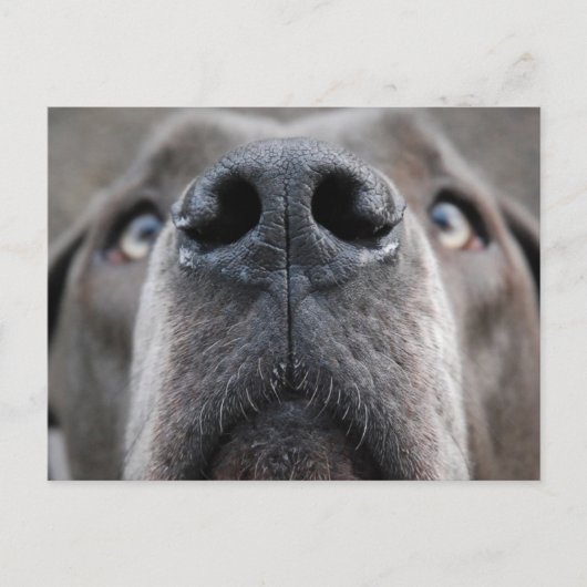Deutsche Dogge Postkarte (Vorderseite)