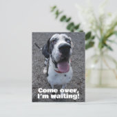 Deutsche Dogge wartet auf dich  Postkarte (Stehend Vorderseite)
