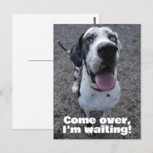 Deutsche Dogge wartet auf dich  Postkarte