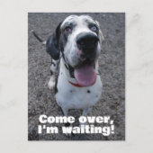 Deutsche Dogge wartet auf dich  Postkarte (Vorderseite)