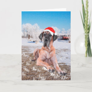 Deutsche Dogge Weihnachten