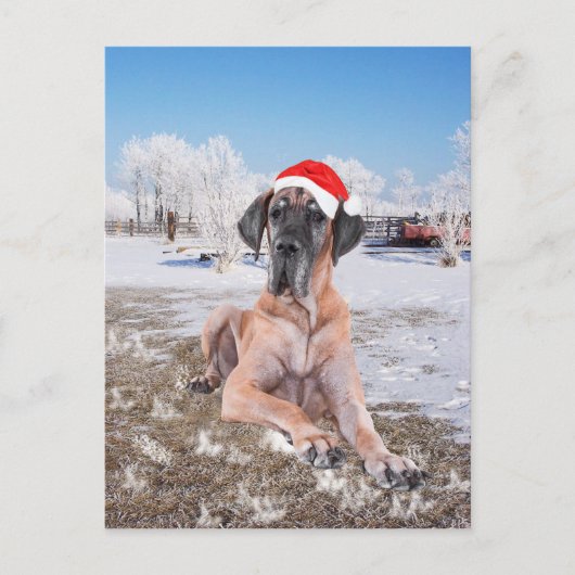 Deutsche Dogge Weihnachten (Vorderseite)