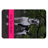 Deutsche Doggen Magnet (Horizontal)