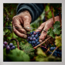 Deutsche Ernte - Nahe Ernte von Traubenpflücken