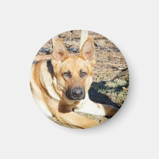 Deutsche Hirte Weckte auf, Magnet (Vorne)