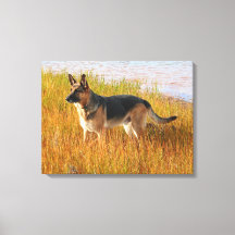 Deutsche Hirte Wrapped Canvas Print
