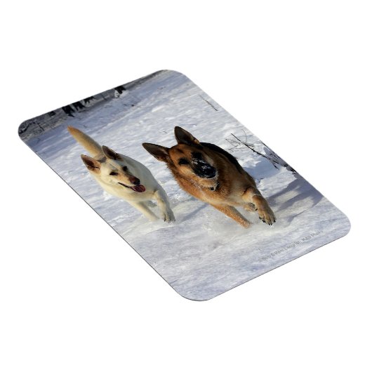 Deutsche Hirten, die im Schnee laufen Magnet (Rechte Seite)