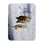 Deutsche Hirten, die im Schnee laufen Magnet (Vertikal)