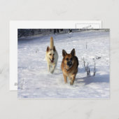 Deutsche Hirten, die im Schnee laufen Postkarte (Vorne/Hinten)