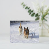 Deutsche Hirten, die im Schnee laufen Postkarte (Stehend Vorderseite)