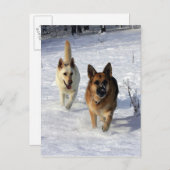 Deutsche Hirten, die im Schnee laufen Postkarte (Vorne/Hinten)