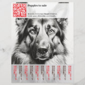 Deutsche Hirten Welpen zum Verkauf Flyer (Vorne)