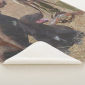 Deutsche Kurzzeiger (APS) Postkartenkaffee Sherpadecke (3/4)
