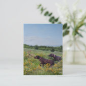 Deutsche Kurzzeiger Postkarte (Stehend Vorderseite)