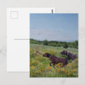 Deutsche Kurzzeiger Postkarte (Vorne/Hinten)