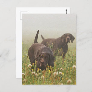 Deutsche Kurzzeiger Postkarte