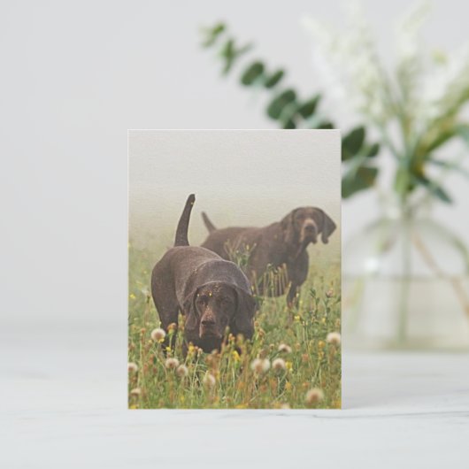 Deutsche Kurzzeiger Postkarte (Stehend Vorderseite)