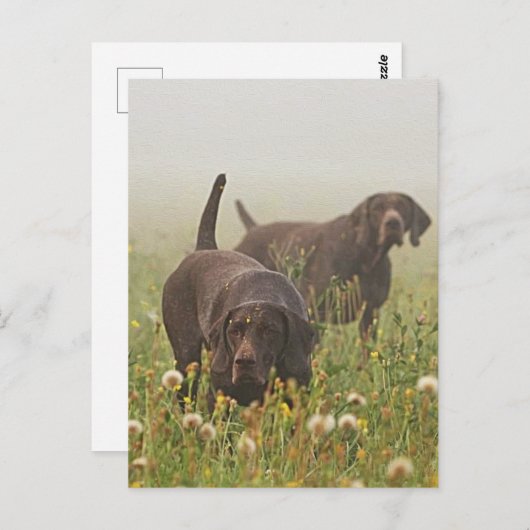 Deutsche Kurzzeiger Postkarte (Vorne/Hinten)