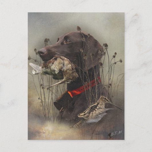 Deutsche Kurzzeiger Postkarte (Vorderseite)