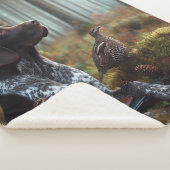 Deutsche Kurzzeiger Sherpadecke (3/4)