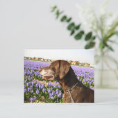 Deutsche Kurzzeiger und Blume Postkarte (Stehend Vorderseite)