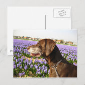 Deutsche Kurzzeiger und Blume Postkarte (Vorne/Hinten)