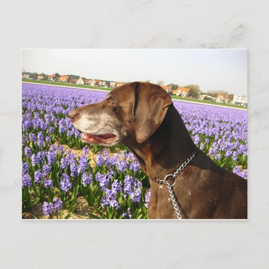 Deutsche Kurzzeiger und Blume Postkarte (Vorderseite)