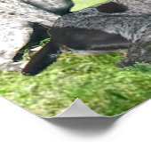 Deutsche Kurzzeigerfamilie Print Poster (Ecke)