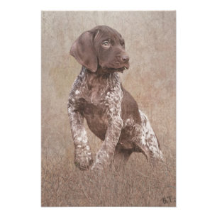 Deutsche Kurzzeigerwelpe Fotodruck