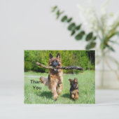 Deutsche Schäferhund Danke Postkarte (Stehend Vorderseite)