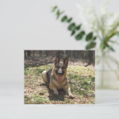 Deutsche Schäferhund Postkarte (Stehend Vorderseite)