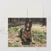 Deutsche Schäferhund Postkarte (Vorne/Hinten)
