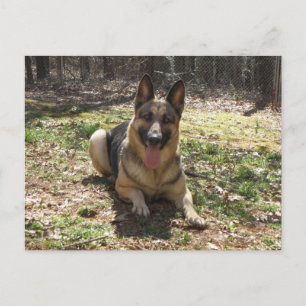 Deutsche Schäferhund Postkarte