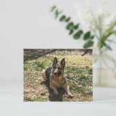 Deutsche Schäferhund Postkarte (Stehend Vorderseite)