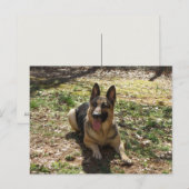 Deutsche Schäferhund Postkarte (Vorne/Hinten)