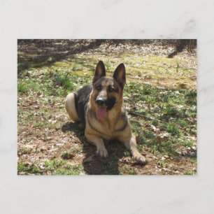 Deutsche Schäferhund Postkarte