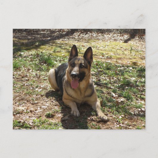 Deutsche Schäferhund Postkarte (Vorderseite)