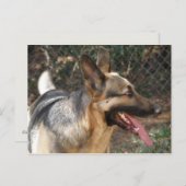 Deutsche Schäferhund Postkarte (Vorne/Hinten)