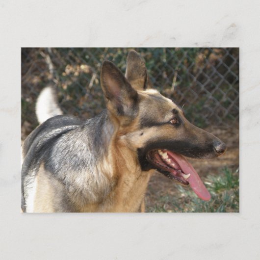 Deutsche Schäferhund Postkarte (Vorderseite)
