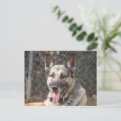 Deutsche Schäferhund Postkarte (Stehend Vorderseite)