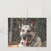 Deutsche Schäferhund Postkarte (Vorne/Hinten)