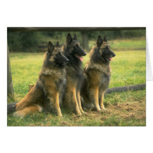 Deutsche Schäferhunde