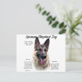 Deutsche Schäferhunde-Geschichtsdesign Postkarte (Stehend Vorderseite)
