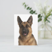 Deutsche Schäferhunde Welpenhund-leere Postkarte (Stehend Vorderseite)