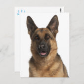 Deutsche Schäferhunde Welpenhund-leere Postkarte (Vorne/Hinten)