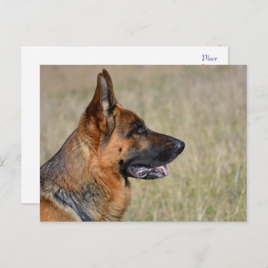 Deutsche Schäferhunde Welpenhund-leere Postkarte (Vorne/Hinten)